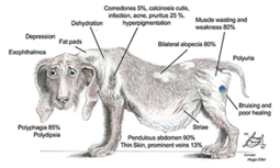 dog-veterinaria solyluz